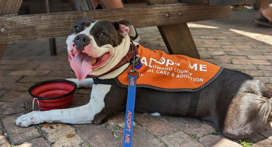 A Day in the Life of a Wildlife Rescue Volunteer image